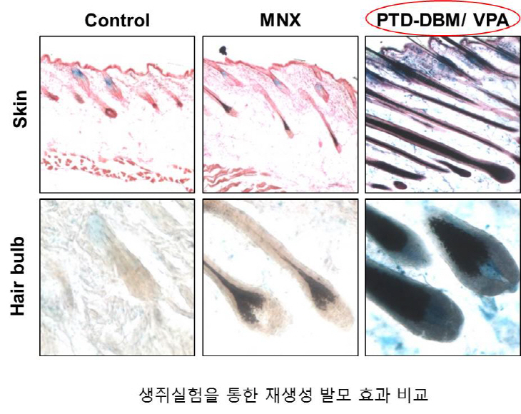 연구성과 그림3_생쥐실험을 통한 재생성 발모효과 비교
