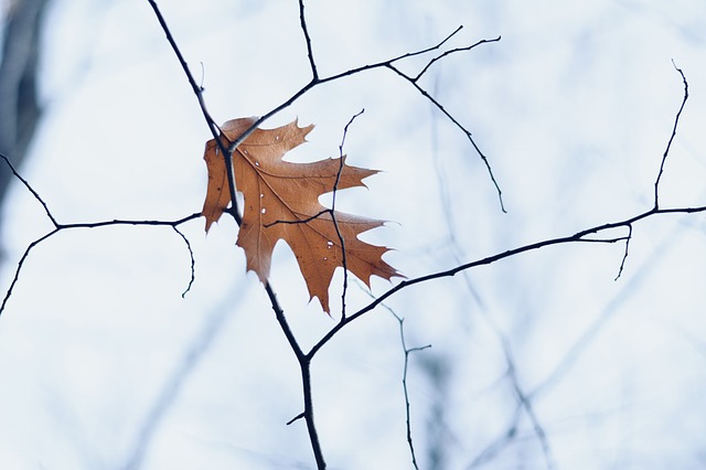 leaf-2893241_640