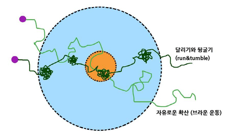 그림2. 효소의 달리기와 뒹굴기 움직임 모식도