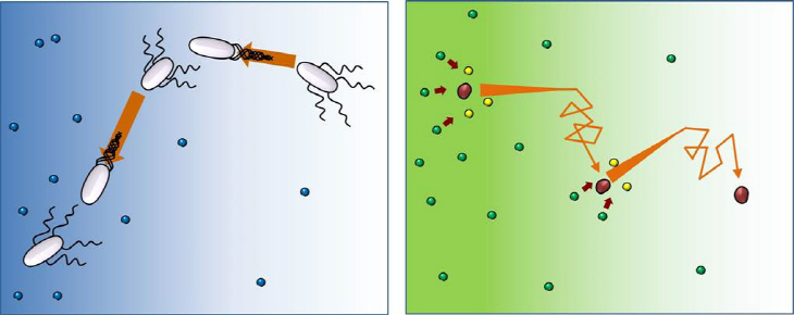 그림3. 박테리아 움직임과 효소 움직임 비교