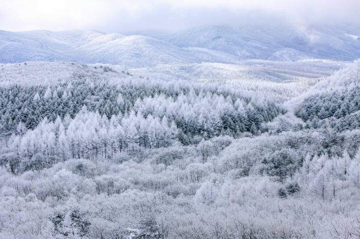 산림청 설경