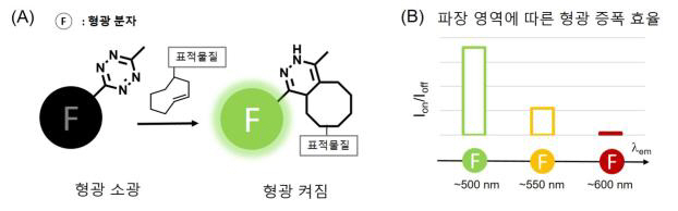 형광증폭