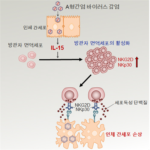 방관자 면역세포에 의한 인체 손상 과정 개념도